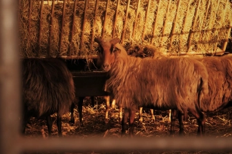 Ferme-Auberge Le Mandriale